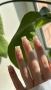Гель NAIL REPUBLIC с сухоцветами GARDEN №297, 15 гр.